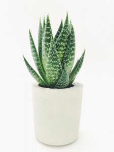 Hjælp til hud- og mave problemer med Aloe Vera